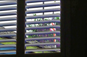safety standards for window blinds